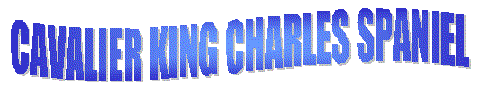 Cavalier King Charles Spaniel